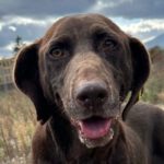 Mischling Lilly, 08/2016, ca. 50 - 55 cm