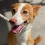 Podenco Linda, 12/2014, ca. 45 cm