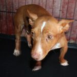 Podenco Maneto Lula, 08/2021, ca. 40 cm