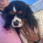Cavalier King Charles Spaniel Manila, 04/2022, ca. 28 cm
