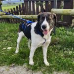 Mischling Marietta, 01/2022, ca. 60 cm, 61191 Rosbach vor der Höhe