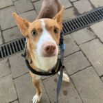 Podenco Marvel, 04/2022, ca. 37 cm