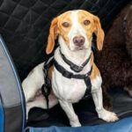 Beagle Mischling Mayda, 12/2022, ca. 33 cm, 45472 Mülheim a.d. Ruhr