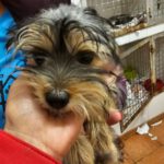 Yorkshire Terrier Morena, 07/2023, ca. 25 cm