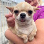 Chihuahua Noa, 11/2020, ca. 25 cm