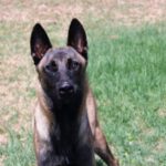 Malinois Oliver, 06/2022, ca. 65 cm