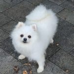 Pomeranian Omara, 01/2017, ca. 25 cm, 61197 Florstadt