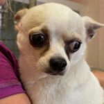 Chihuahua Panda, 11/2019, ca. 25 cm