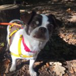 Chihuahua Pandora, 11/2019, ca. 24 cm