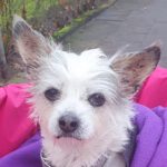 Yorkshire Terrier Puri, 10/2015, ca. 26 cm, 22159 Hamburg