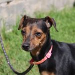 Pinscher Mischling Reina, 09/2017, ca. 35 cm