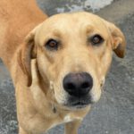 Labrador Mischling Simba, 12/2022, ca. 50-55 cm