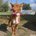 Podenco Maneto Spencer, 05/2022, ca. 35 cm