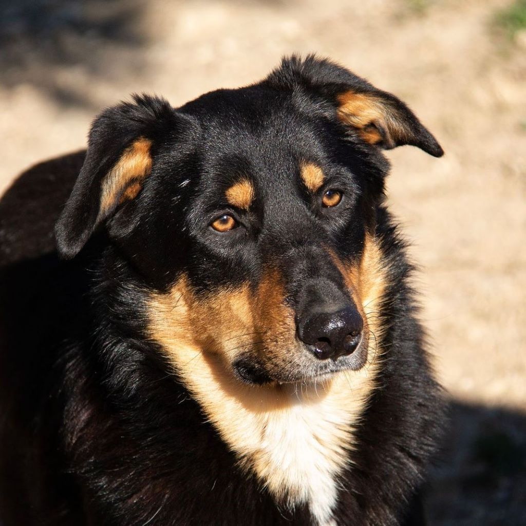 Border Collie Mischling Sudoku, 03/2022, ca. 55 cm