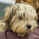 Yorkshire Terrier Thor, 07/2023, ca. 25 cm