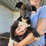 Mischling Timmi, 07/2023, Endgröße ca. 50-55 cm