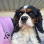 Cavalier King Charles Spaniel Viena, 11/2022, ca. 30 cm