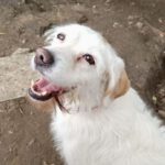 Mischling Wendy, 09/2020, ca. 40 cm,13591 Berlin