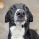 Labrador Mischling Willy, 12/2022, ca. 50-55 cm