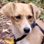 Mischling Xenia,12/2021, ca. 38 cm, 73642 Welzheim