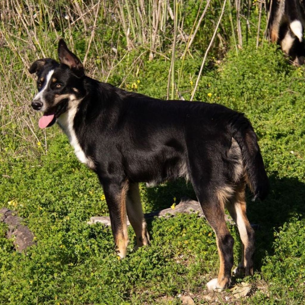 Border Collie Mischling Yukito, 03/2022, ca.49 cm