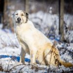 Asian Shepard Akemi, 02/2018, ca. 68 cm