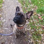 Franz. Bulldoggen Mischling Amada, 01/2022, ca. 30 cm,47929 Grefrath