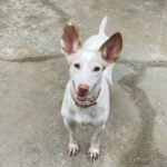 Podenco Maneto Anabel, 07/2014, ca. 40 cm