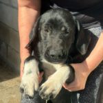 Labrador Mischling Anastasia,05/2023, Endgröße ca. 45 cm