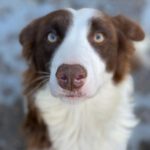 Border Collie Anya, 01/2021, ca. 50 cm