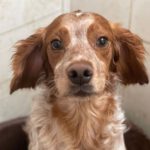 Epagneul Breton Archie, 12/2022, ca. 45 cm