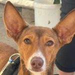 Podenco Astoria, 10/2021, ca. 40 cm