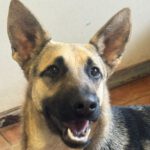 Schäferhund Aura, 06/2023, ca 60 cm