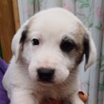 Herdenschutzhund Mischling Basil, 10/2023, Endgröße ca. 60-70 cm