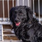 Mischling Boczek, 02/2020, ca. 41 cm