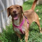 Podenco Mischling Braulio, 03/2018, ca. 35 cm