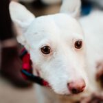 Podenco Chica, 01/2013, ca. 45 cm