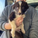 Border Collie Claus, 08/2023, Endgröße ca. 50 cm