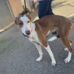 Podenco Mischling Confianza, 12/2022, ca. 55 cm