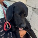 Labrador Mischling Drizella, 05/2023, Endgröße ca 45 cm