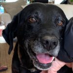 Labrador Eddie, 2016, ca. 50 cm