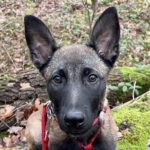 Malinois Felicia, 08/2023, Endgröße ca. 50 cm, 53919 Weilerswist