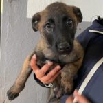 Malinois Felipe, 08/2023, Endgröße ca. 60-65 cm