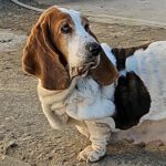 Basset Flora, 05/2017, ca. 35 cm