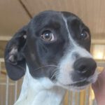 Mischling Gaia, 12/2022, ca. 40–45 cm