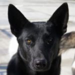 Malinois Mischling Gamora, 12/2021, ca. 65 cm