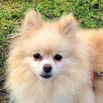 Pomeranian Hannah, 11/2020, ca. 20 cm, 27729 Hambergen