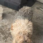 Yorkshire Terrier/Pudel Mischling (?) Iker, 12/2018, ca. 35 cm