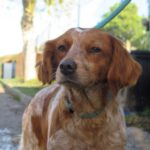 Epagneul Breton Indiana, 12/2019, ca. 47 cm