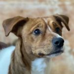 Bodeguero Jack Russel Mischling Jupiter, 12/2022, ca. 40 cm
